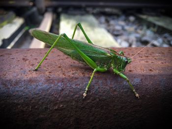 Close-up of grasshopper