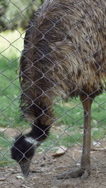 Close-up of horse