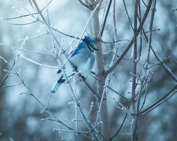 Low angle view of bird perching on plant during winter