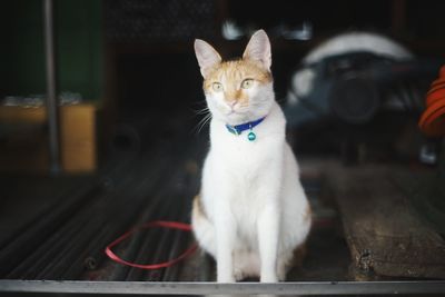 Close-up of cat sitting at home