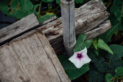 Close-up of flowering plants on wood