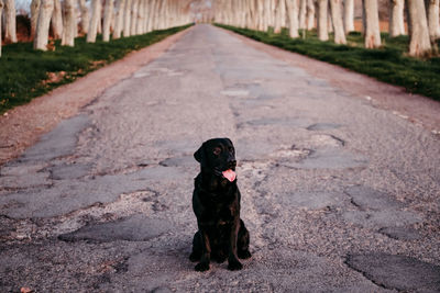 Dog sitting on footpath