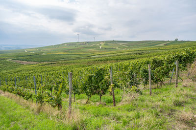 Vine plants