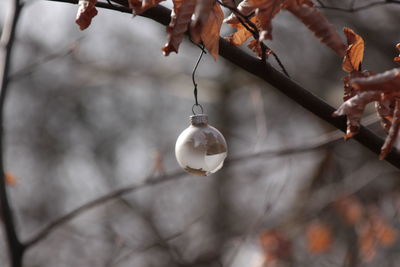 Low angle view of light bulb hanging on branch
