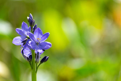 Close-up of purple flowering plant