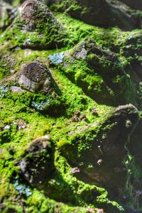 Full frame shot of moss covered rock