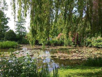 Scenic view of lake with trees in background