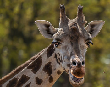 Close-up portrait of an animal