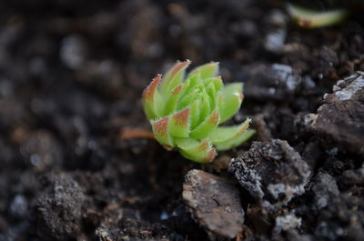 Close-up of succulent plant growing on field