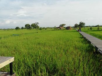 Scenic view of agricultural field against sky