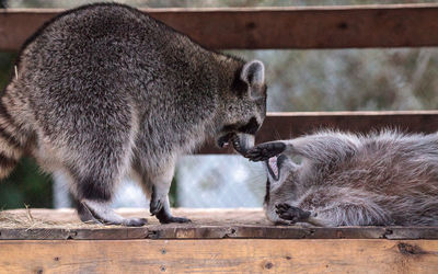 Playing raccoon praccoonpair on a porch in southern florida