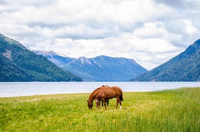 Scenic view of grassy field against sky