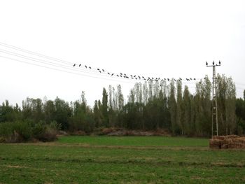 View of birds on land against clear sky