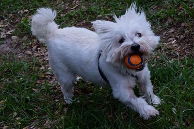 Dog standing on grassy field