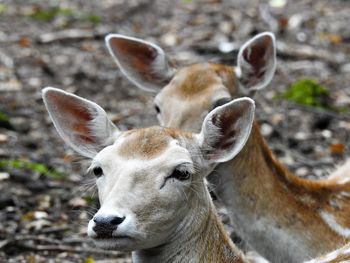 Close-up of deer on field