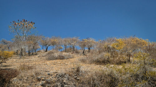 Trees on field against clear blue sky