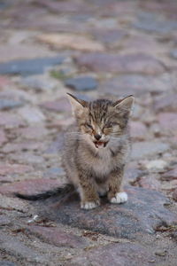 Portrait of cat sitting on footpath
