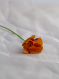 Close-up of orange flower on leaf