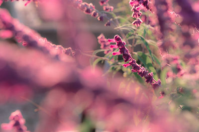 Close-up of pink flowering plant