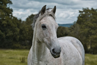 Close-up of a horse on field