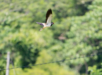 Low angle view of bird flying