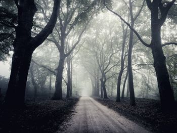 Road amidst bare trees