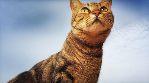 Low angle portrait of cat against sky