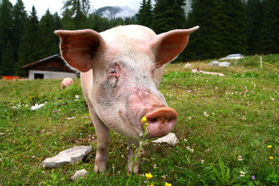 Pig standing on field