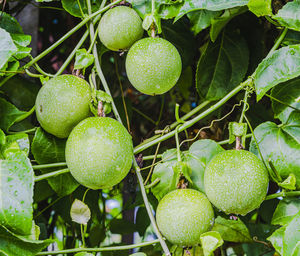 Close-up of fruits growing on plant