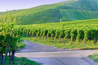 Scenic view of vineyards