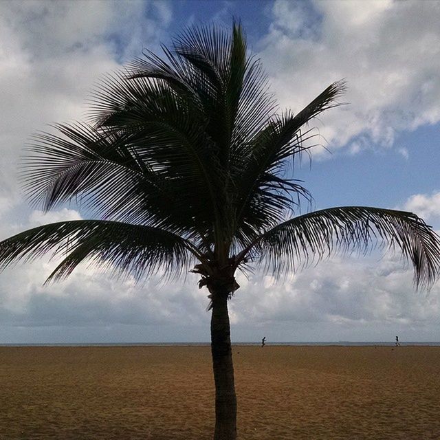 palm tree, sky, tranquility, tranquil scene, beach, sea, horizon over water, scenics, tree, beauty in nature, cloud - sky, nature, tree trunk, cloud, single tree, coconut palm tree, shore, growth, cloudy, water