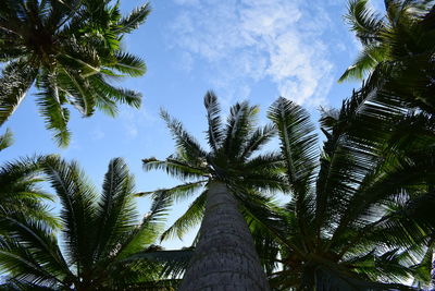 Low angle view of palm trees against sky