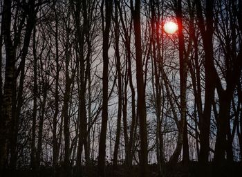 Trees in forest against sky