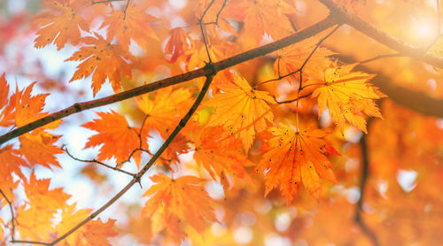 Close-up of maple tree during autumn