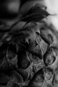 Close-up of dry rose