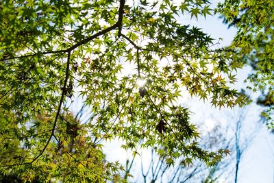 Low angle view of flowering tree against sky