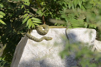 Close-up of lizard on tree