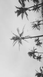 Palm tree against clear sky