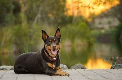 Close-up portrait of dog