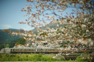 A local train running maibara city at cherry blossom season