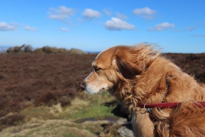 View of a dog looking away on field