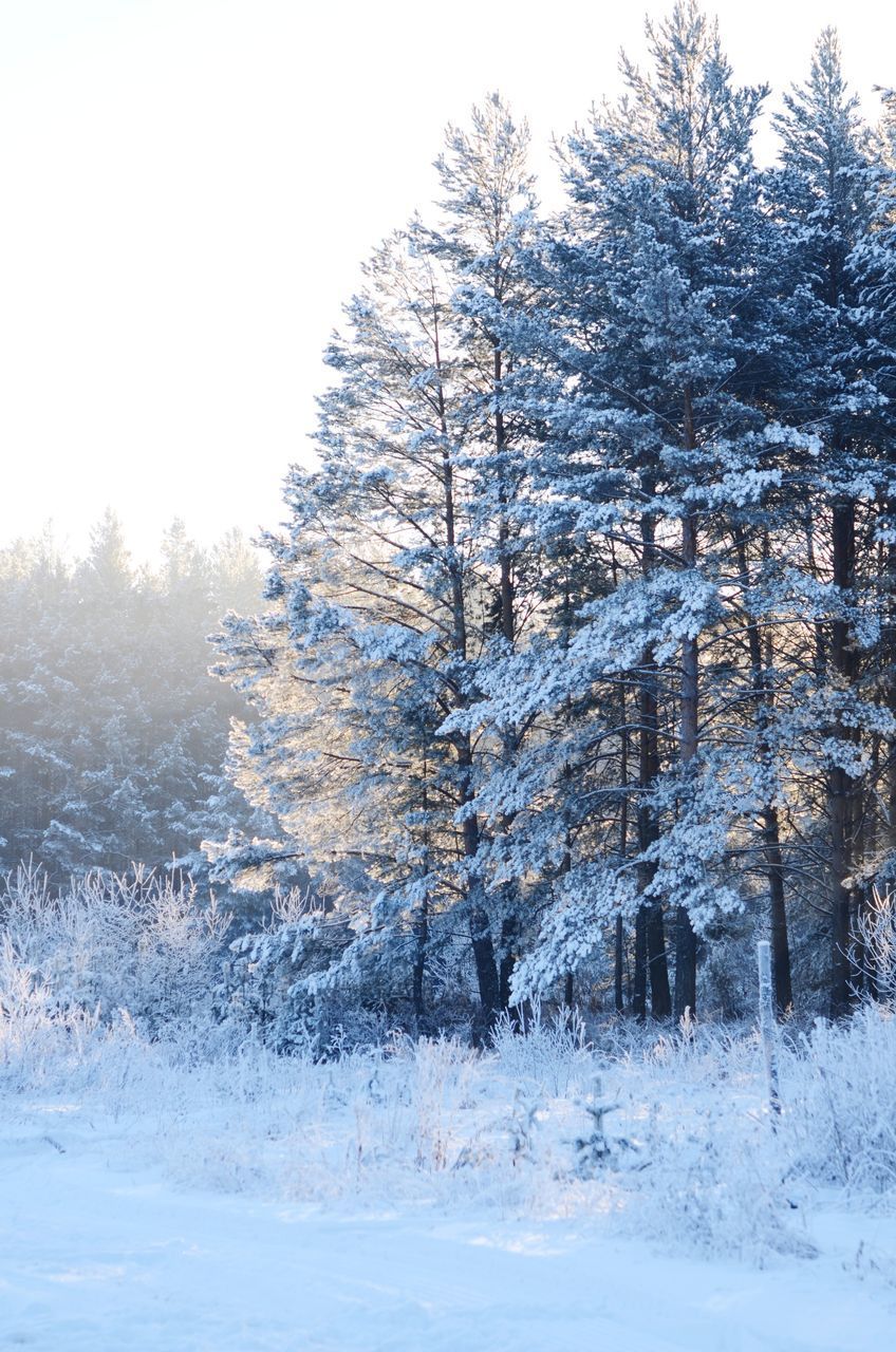 TREES ON SNOW COVERED LAND