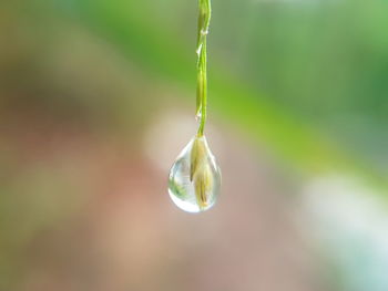 Close-up of water drop on plant