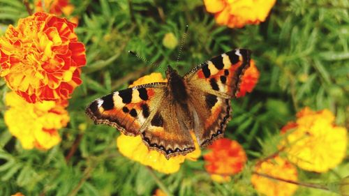Close-up of butterfly pollinating on yellow flower