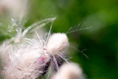 Close-up of dandelion