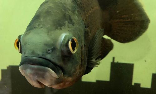 Close-up of fish swimming in sea