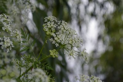 Close-up of flowers blooming outdoors