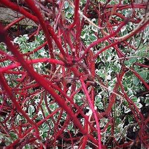 Close-up of red leaves on wall