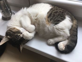 High angle view of cat sleeping