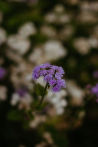 Close-up of purple flowering plant